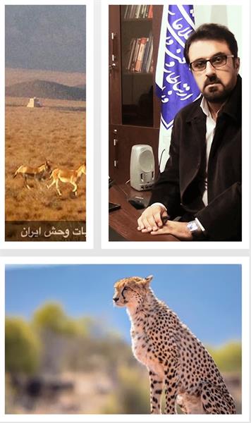 چتر اینترنت بر روی زیستگاه یوزآسیایی در استان سمنان